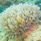 Pink Anemonefish