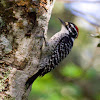 Nuttall's Woodpecker