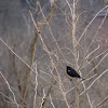 Red-winged Black Bird