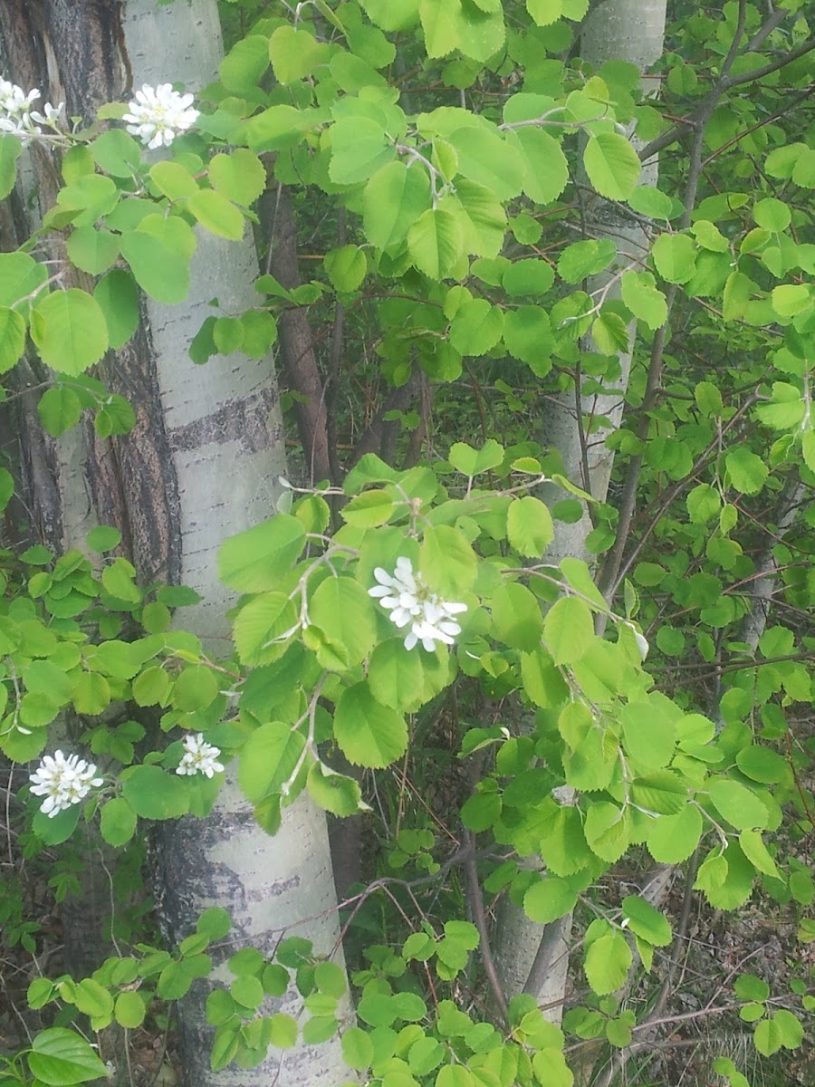 Saskatoon berry blossoms