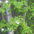 Saskatoon berry blossoms