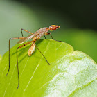 Stilt-legged fly (male)