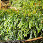 Cypress-leaved Plait-moss
