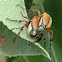 Rose chafer