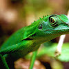 Crested green lizard