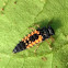 Asian Ladybug (larva)
