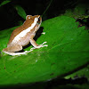 Mountain Coqui