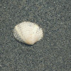 Pacific littleneck clam