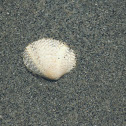 Pacific littleneck clam