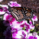 Monarch Butterfly (Male)
