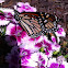 Monarch Butterfly (Male)