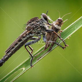 Sucking by Herlan Satriandi - Animals Insects & Spiders