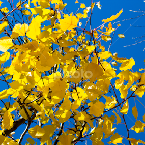 by Manu K.S - Nature Up Close Leaves & Grasses