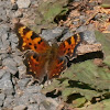 Hoary Comma Butterfly