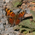 Hoary Comma Butterfly
