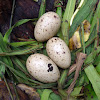 Nest with Eggs - Nido con Huevos