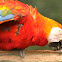 Scarlet Macaw