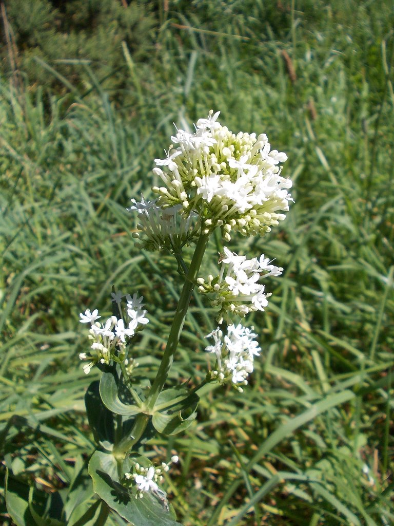 Red valerian -white form (Λευκός Κέντρανθος)