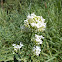 Red valerian -white form (Λευκός Κέντρανθος)