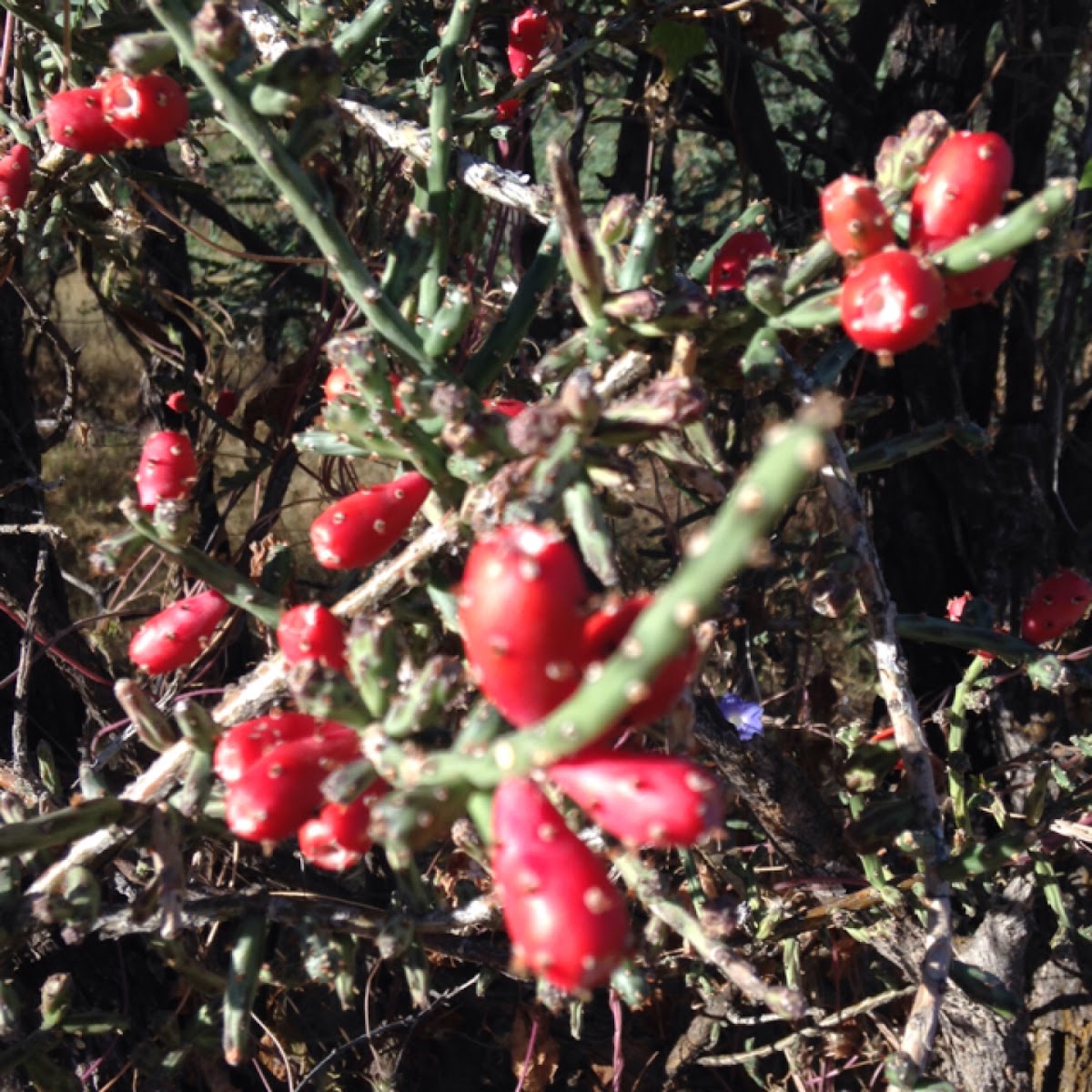 Desert Christmas Cactus