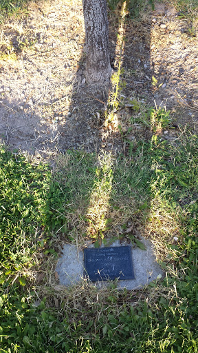 Davis Park Gammy Memorial Tree