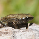 Great Plains narrow-mouthed toad