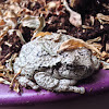 Gray treefrog