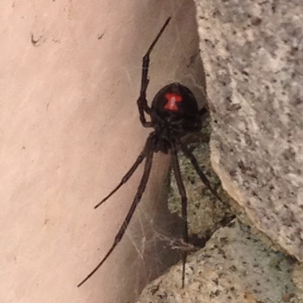 Southern Black Widow Spider (female) | Project Noah