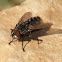 Flesh-fly