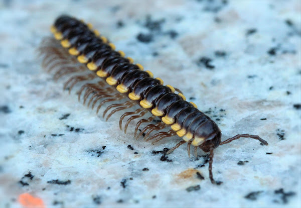 Cyanide Millipede | Project Noah