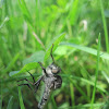 Robberfly (male)