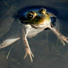 American Bullfrog