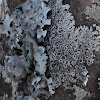 Hoary Rosette Lichen