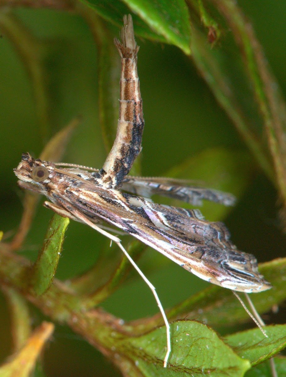Lineodes elcodes Moth