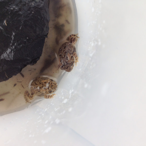 Fowler's Toad | Project Noah