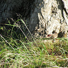 Common Waxbill