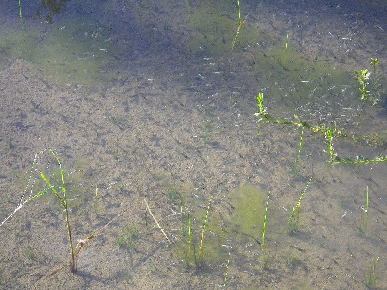 Bubbling Kassina (tadpoles)