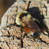 Hunt's Bumble Bee