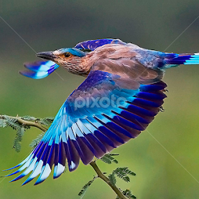 ROLLER TAKEOFF.. . by Mohan Munivenkatappa - Animals Birds