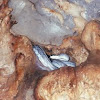 Cave Dwelling Rat Snake