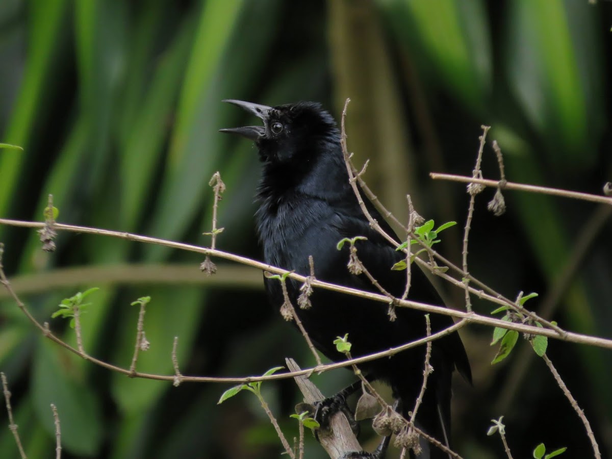 melodious blackbird