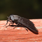 Black horse fly (female)