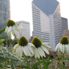 Cone Flowers