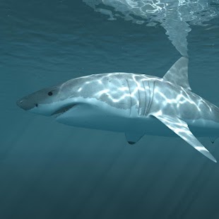 download Hiu Gambar Animasi free