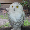 Snowy Owl