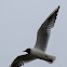 Black-headed Gull; Gaviota Reidora