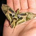 Pandora Sphinx Moth