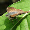 Square-spotted Polythrix, Four-spotted Longtail