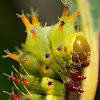 Emperor Gum Moth Caterpillar