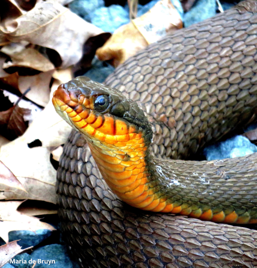 Red-bellied watersnake